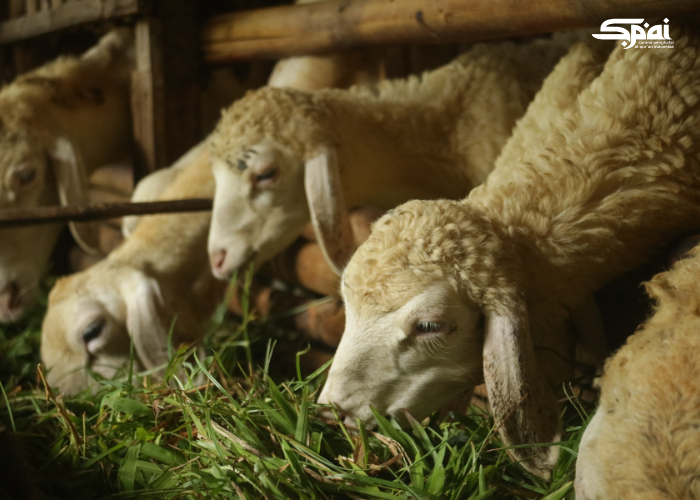 Qurban: Ibadah yang Menguatkan Keimanan dan Kepedulian